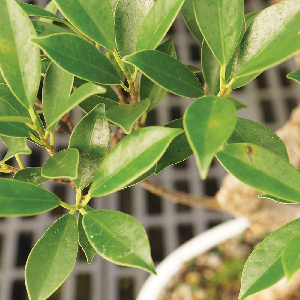 Brussel's Bonsai Live Golden Gate Ficus Indoor Bonsai Tree-4 Years Old 5" to 8" Tall with Plastic