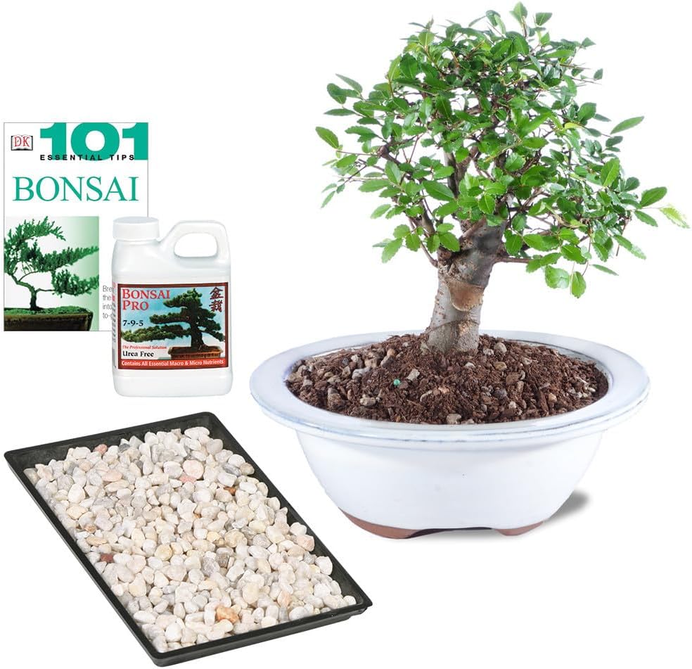 Brussel's Bonsai Live Chinese Elm Bonsai Outdoor Tree Gift Bundle - Small Bonsai Tree - Bonsai Kit