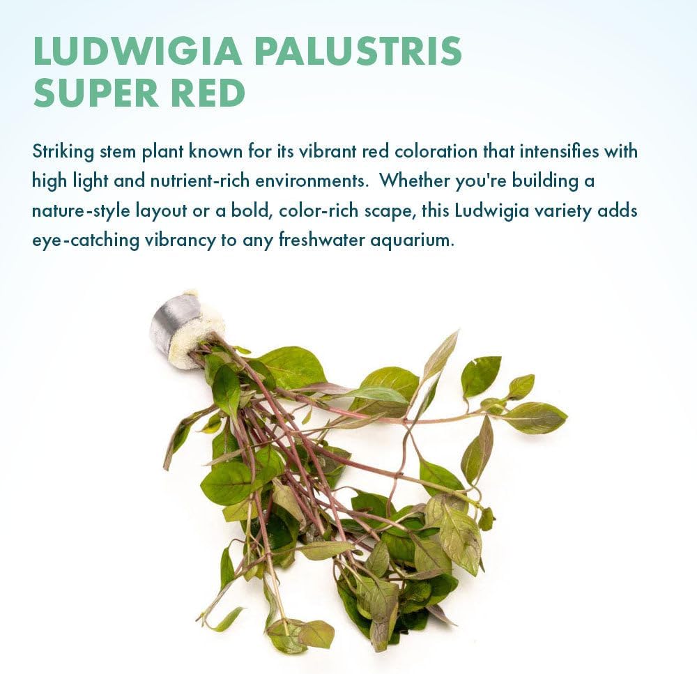 SubstrateSource Live Plant - Rotala Mexicana - Moderate Care, High Light, Bright Green Accent
