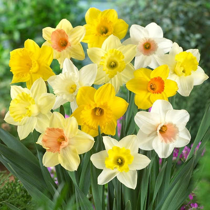 Bulk Mixed Daffodils Flower Bulbs - 250 Bulbs per Pack - Deer Resistant - Good as Cut Flowers
