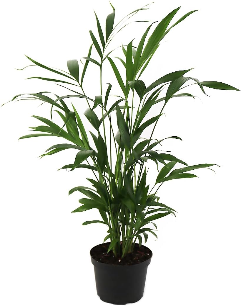 American Plant Exchange Live Cat Palm – 6-Inch Pot – Tropical Houseplant with Soft Arching Green