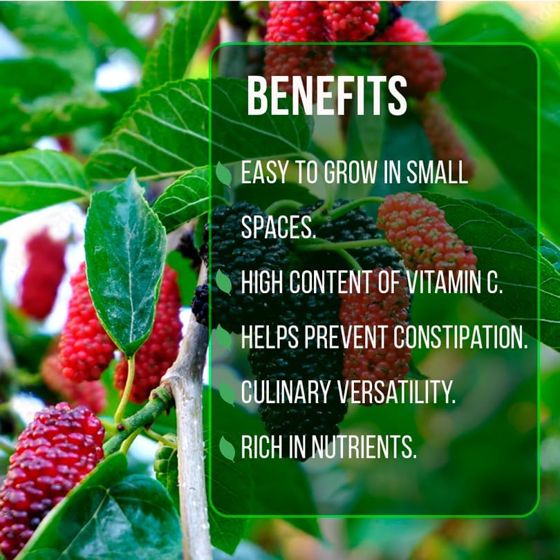 Mulberry Dwarf Everbearing Plant (4 Pack) | Real Live Fruit Plants for Sale| Easy to Grow Live