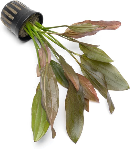 SubstrateSource Echinodorus Rose Sword Live Plant for Freshwater Aquariums, Natural Fish Tank