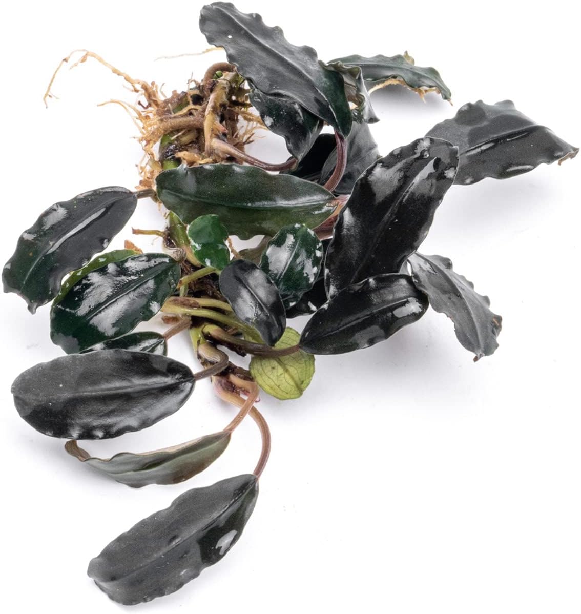 SubstrateSource Bucephalandra Deep Purple Live Aquarium Plant - Natural Freshwater Fish Tank