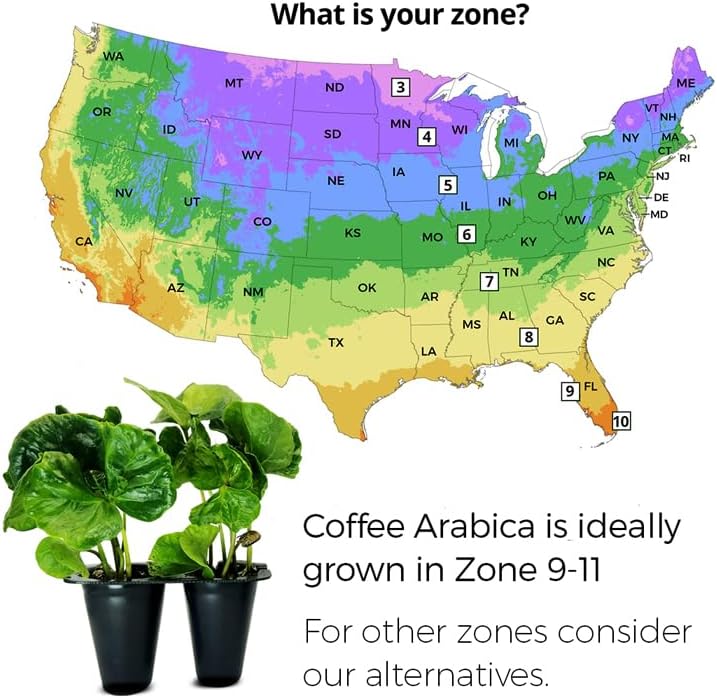 Coffee Plant Arabica (4 Pack) Real Live Plant for Sale | Coffee Lover's Dream | Easy to Grow Live