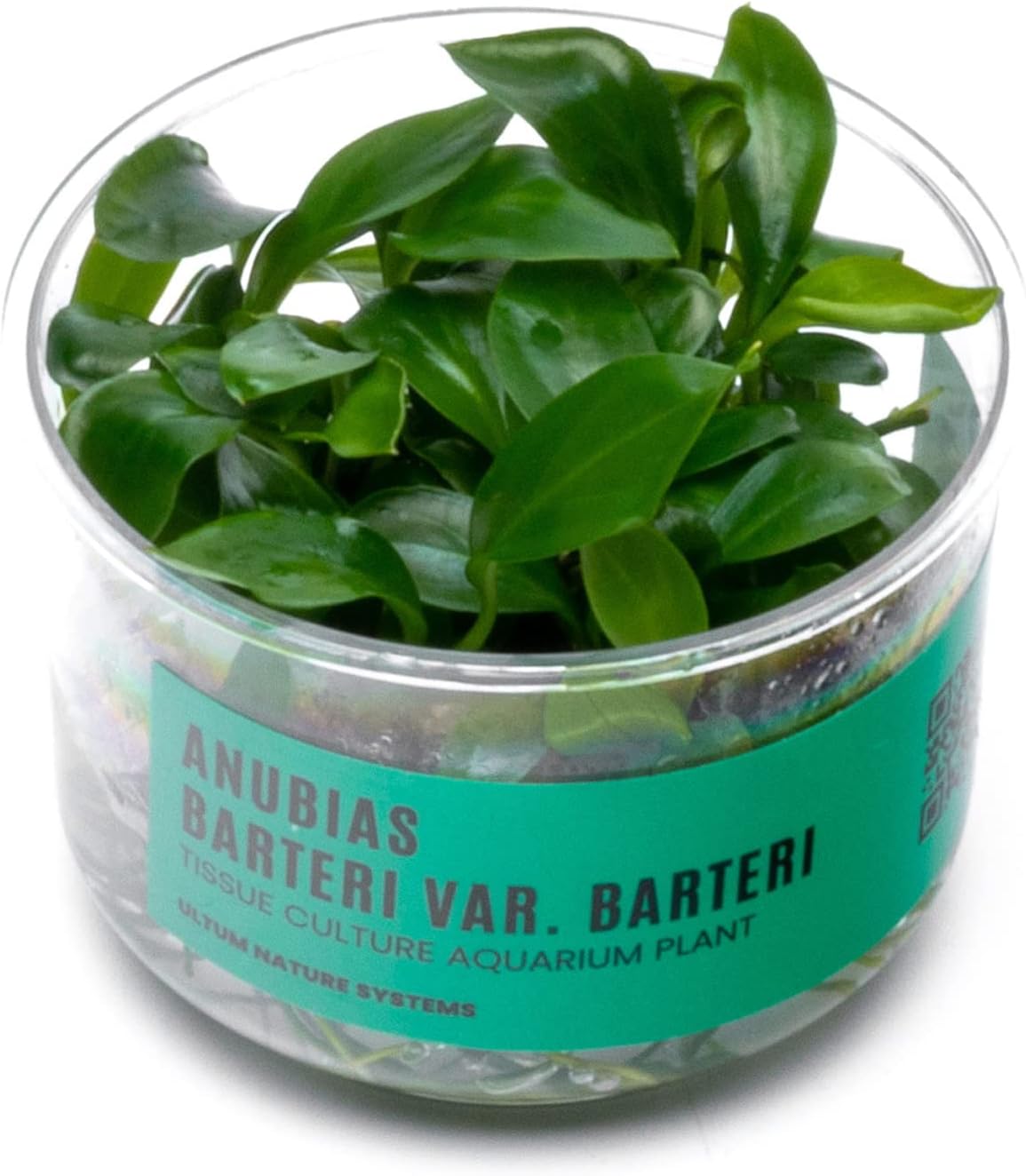 Ultum Nature Systems Anubias Barteri Tissue Culture Live Plant for Aquarium, Aquascape, Freshwater