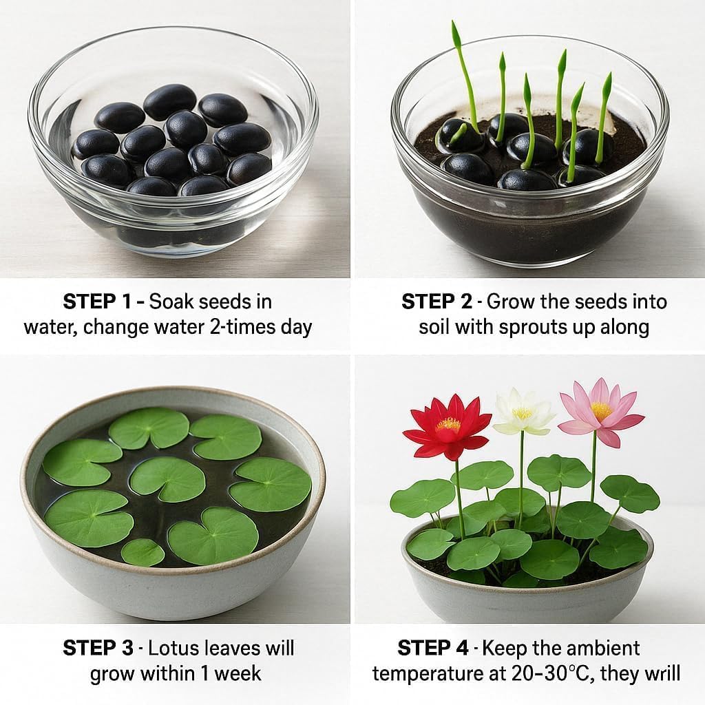 300pcs Lotus Seeds for Planting - 15 Unique Varieties Bonsai Bowl Lotus Seeds, Includes Detailed