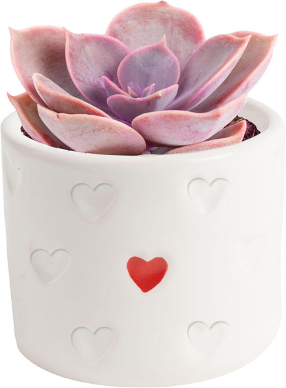 Costa Farms Mini Succulent Live Plant in Decorative Pot, Easy to Maintain Succulent Indoor