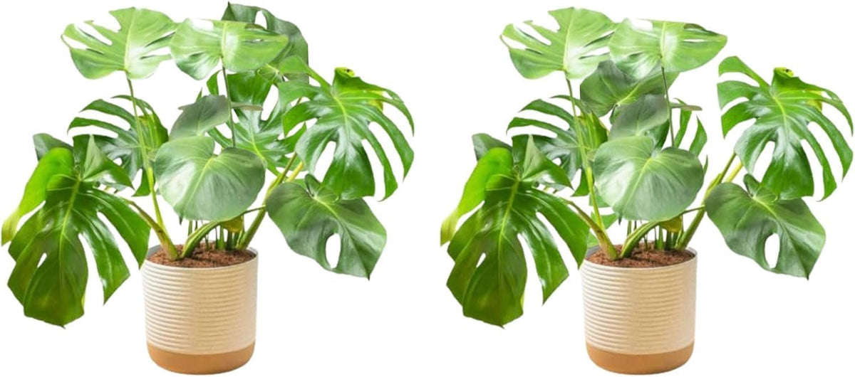 Costa Farms Monstera, Swiss Cheese Plant Live Plants in Decorative Pot,Large Indoor Houseplant