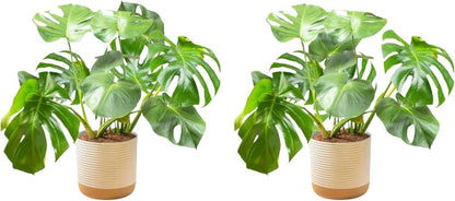 Costa Farms Monstera, Swiss Cheese Plant Live Plants in Decorative Pot,Large Indoor Houseplant