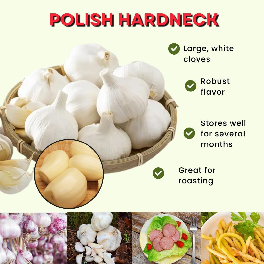 1 Pound Hard Neck Garlic for Planting in Fall, Big Garlic Bulb for Planting, Fresh and High Yield