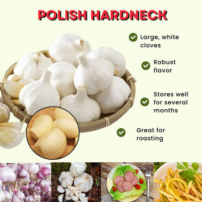 1 Pound Hard Neck Garlic for Planting in Fall, Big Garlic Bulb for Planting, Fresh and High Yield