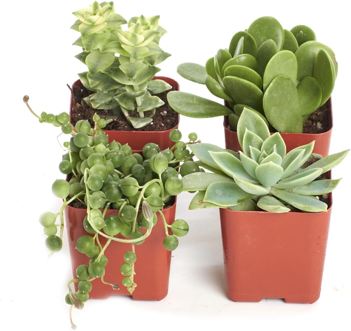 Shop Succulents | Verde Collection | Assortment of Hand Selected, Fully Rooted Live Indoor Green