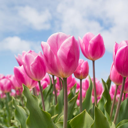 Showgirl Pink Tulip Bulbs – Gardener’s Favorite Spring Flowers | 10 Premium Perennial Bulbs for