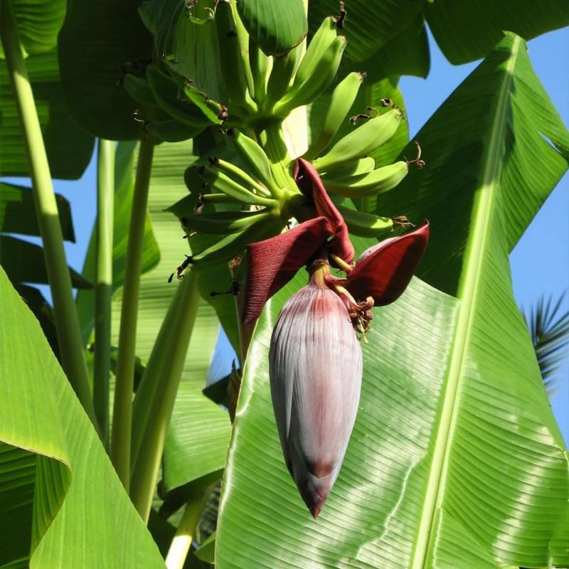 Grand Nain Banana Plant Live, 4-6" Tall Well-Rooted for Indoor Tropical Displays, Cold Hardy Banana