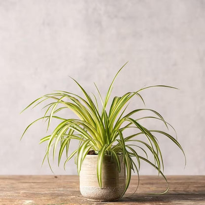 Healthy Spider Plant - Easy Care, Air-Purifying Houseplant (4 Spider Cups)