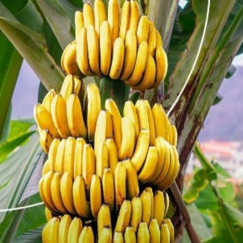 Grand Nain Banana Plant Live, 4-6" Tall Well-Rooted for Indoor Tropical Displays, Cold Hardy Banana