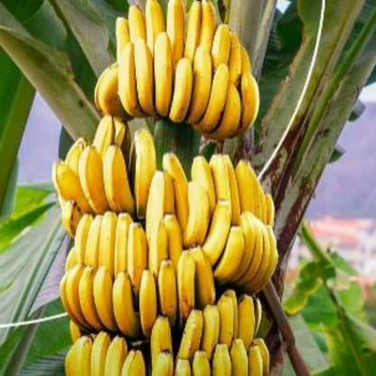 Grand Nain Banana Plant Live, 4-6" Tall Well-Rooted for Indoor Tropical Displays, Cold Hardy Banana