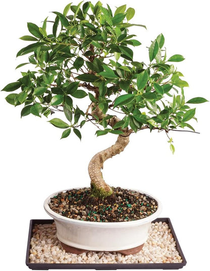 Brussel's Bonsai Live Golden Gate Ficus Indoor Bonsai Tree - Large, 10 Years, 16 to 20 In - Live