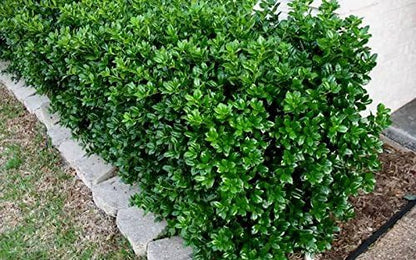 Burfordi Holly | 3 Live Plants | Ilex Cornuta | Fast Growing Evergreen Shrubs, Privacy Hedge