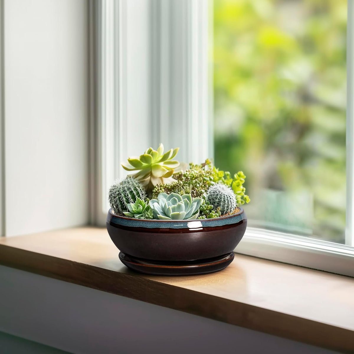 SQOWL Succulent Pots with Drainage Hole - 6 Inch Ceramic Bonsai Tree Pots, Shallow Planter with