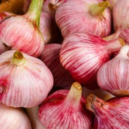 1 Pound Hard Neck Garlic for Planting in Fall, Red Garlic Bulb for Planting, Fresh and High Yield