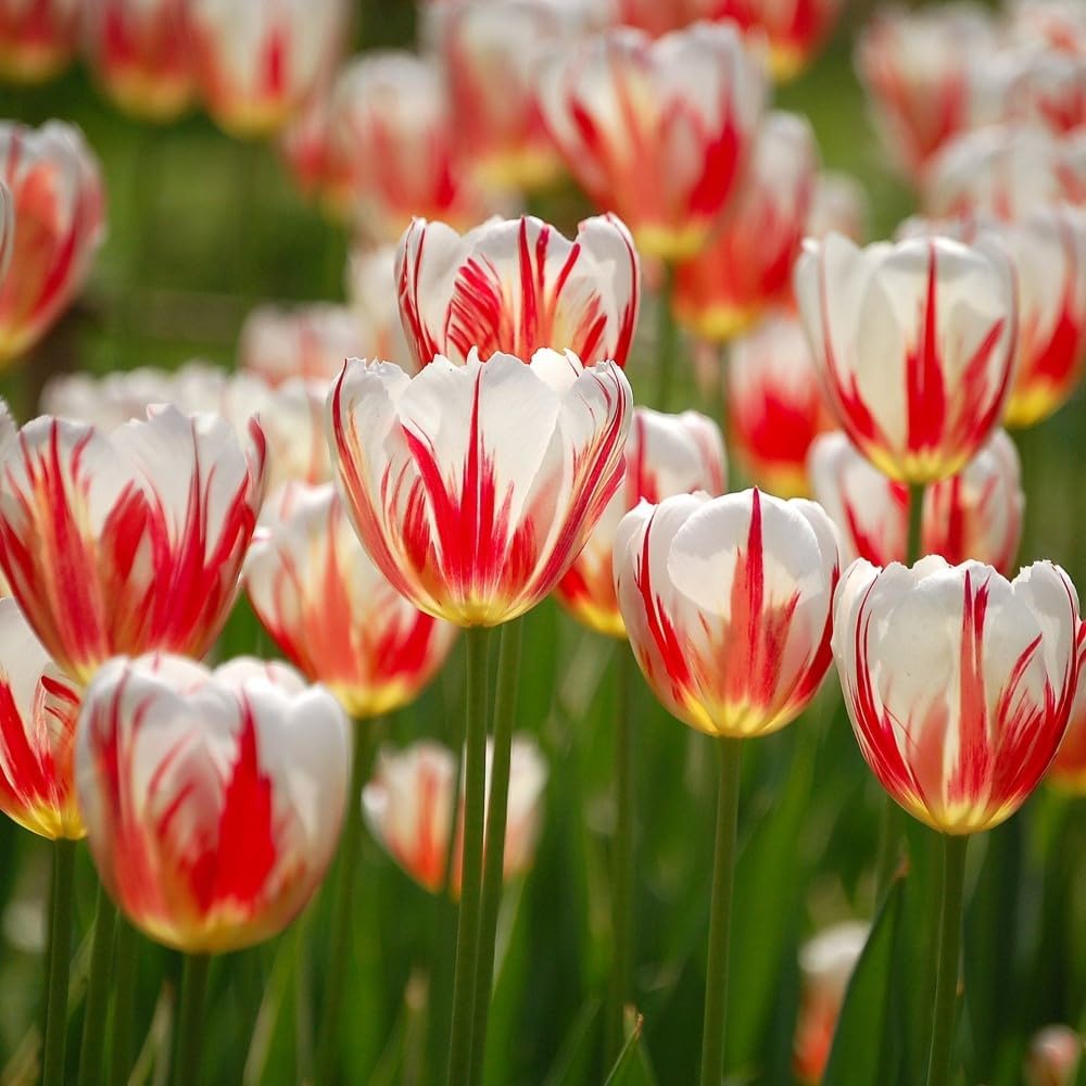 Mixed Sorbet Tulips – 8 Bulbs | Pink, Red & White Perennial Flowers - Spring Blooming |