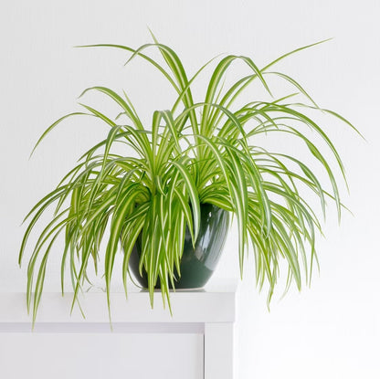 Healthy Spider Plant - Easy Care, Air-Purifying Houseplant (4 Spider Cups)