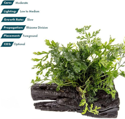 SubstrateSource Live Planted Decor - Mini Bolbitis on Driftwood - Light Green Aquatic Plant with