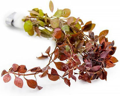 SubstrateSource Mini Bolbitis Baby Leaf - Live Aquarium Plant for Fish Tank Decorations (1 Pot)