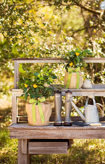 Meyer Lemon Tree Gift, Live Fruit Plant, Easy Care, Low Maintenance, Juicy Lemons, Unique