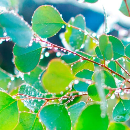Park Seed Grow Your Own Eucalyptus Seeds Plant, Perfect for Indoor Growing and Spring Garden
