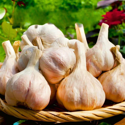 1 Pound Hard Neck Garlic for Planting in Fall, White Garlic Bulb for Planting, Fresh and High