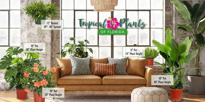 Hibiscus Bush Plant - Pink Flower - Overall Height 26" to 28" - Tropical Plants of Florida (Plant