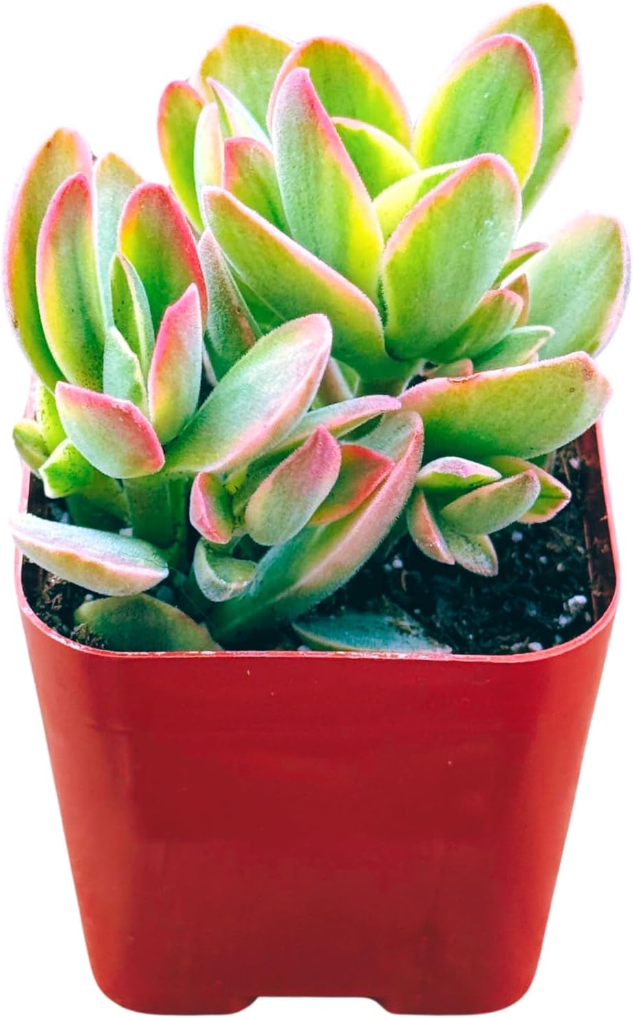 Succulents Plants Live 2inch Live Mini Succulent Plants, Easy Care House Plants Rooted in Succulent