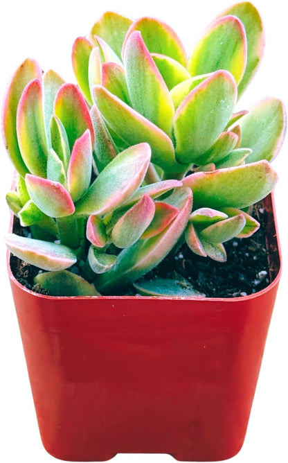 Succulents Plants Live 2inch Live Mini Succulent Plants, Easy Care House Plants Rooted in Succulent