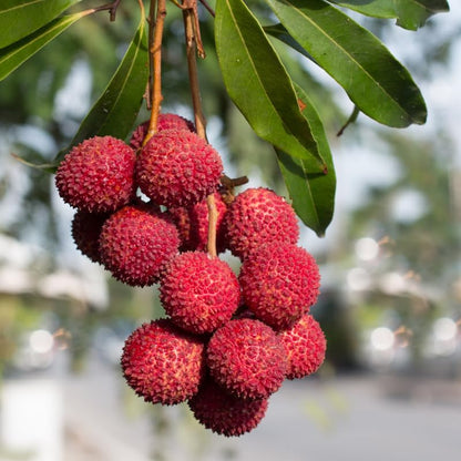 Lychee Tree Live Plant, 4 Inch Pot, 6 to 8 Inch Tall Tropical Lychee Fruit Tree