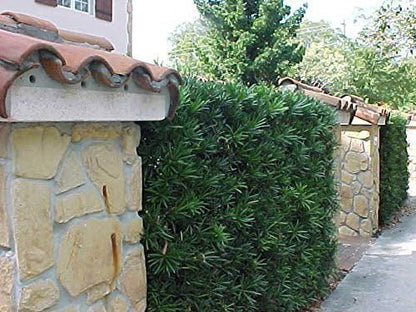 Podocarpus Japanese Yew | 40 Live Plants | Podocarpus Macrophyllus | Evergreen Shrub, Low