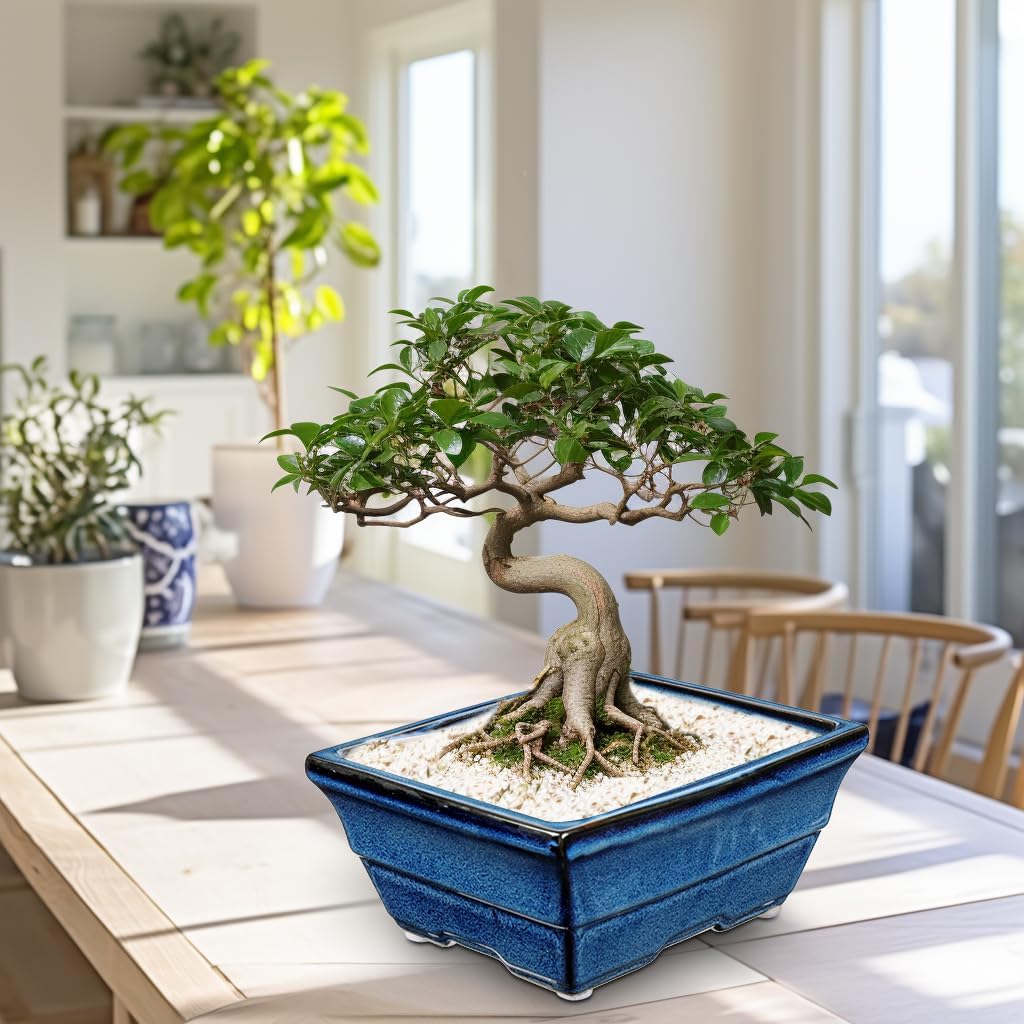 Set of 2 Large Blue Glazed Ceramic Bonsai Pots, 10" Rectangular Bonsai Planters Pots with Drainage
