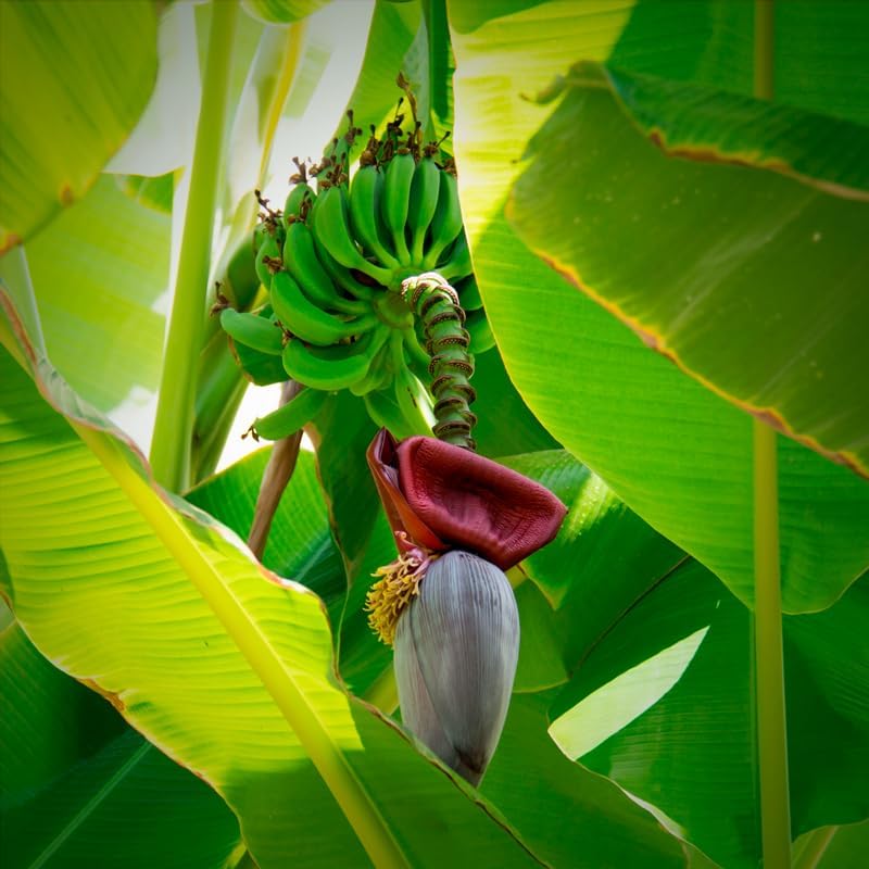 Banana Trees Grand Nain (4 Pack) | Easy to Grow Banana Plants | Edible Fruit Live Plant for