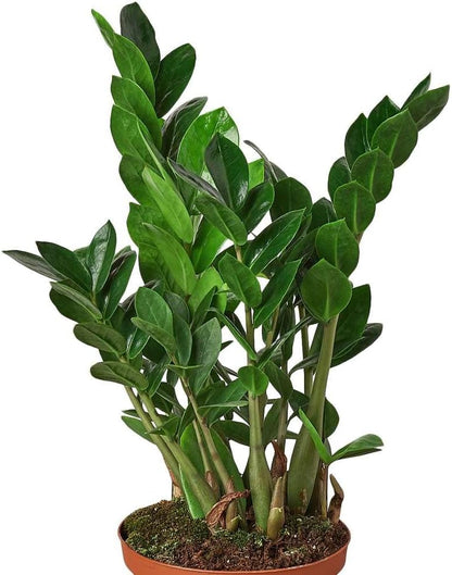 Zamioculcas Zamiifolia ZZ Live Plant for Indoor | Different Houseplants in 4'' & 6'' Pot | Real