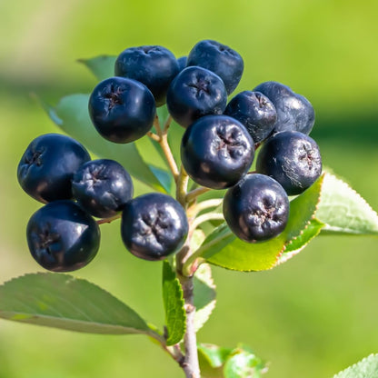 Pink Lemonade Blueberry (Top Hat)