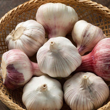 1 Pound Garlic for Planting in Fall Hardneck, 8-10 Large Garlic Bulbs for Planting, Fresh and High