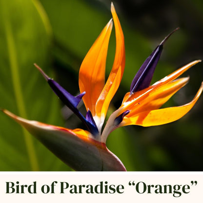 Bird of Paradise Plants Live (4-Pack), Strelitzia Plants with Perennial Orange Flowers
