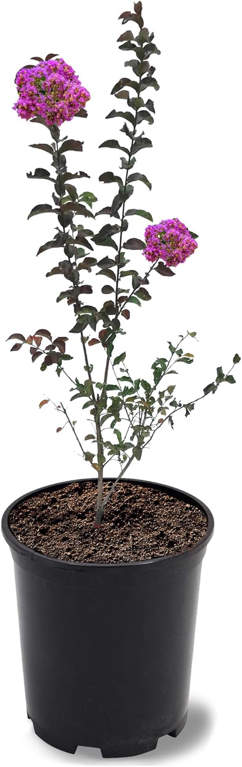 American Plant Exchange Miss Sandra Crape Myrtle Tree Live, 1-Gallon Pot, 1-1.5ft Tall, Vibrant