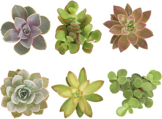Shop Succulents Assorted Succulent Plant Pack Collection - Live Mini Succulent Plants, Low