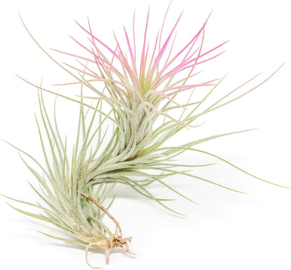 Fuchsia Colorful Tillandsia Air Plants - Long Lasting Color Enhanced Live Tillandsia Succulent