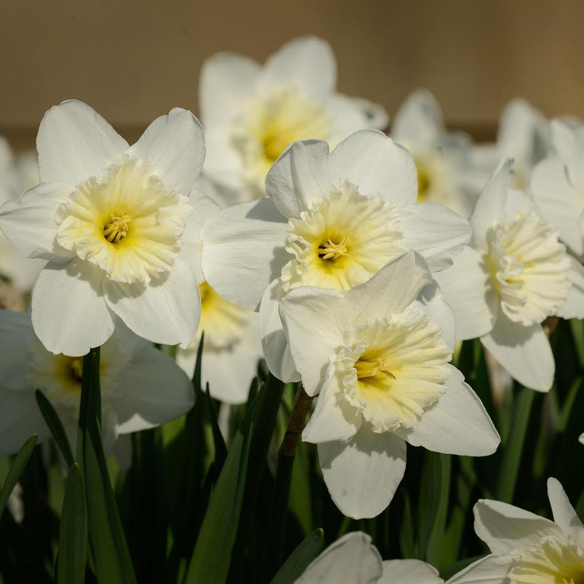White Lion Daffodil Flowers- 5 Bulbs - Large Narcissus Blooms Crisp White Petals and Ruffled
