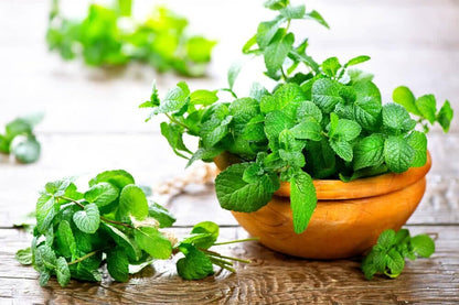 Gardenera Premium Spearmint Plant Potting Mix - Crafted for Thriving Spearmint Growth and