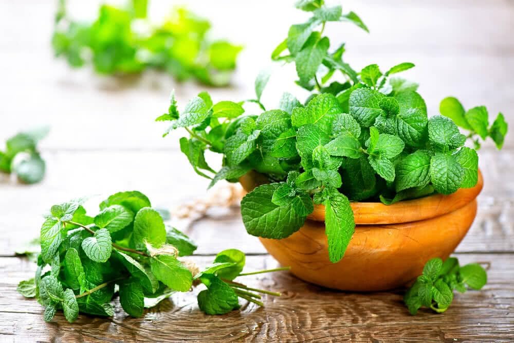 Premium Spearmint Plant Soil Mix by Gardenera - Stimulate Growth and Enhance Aroma with Nourishing
